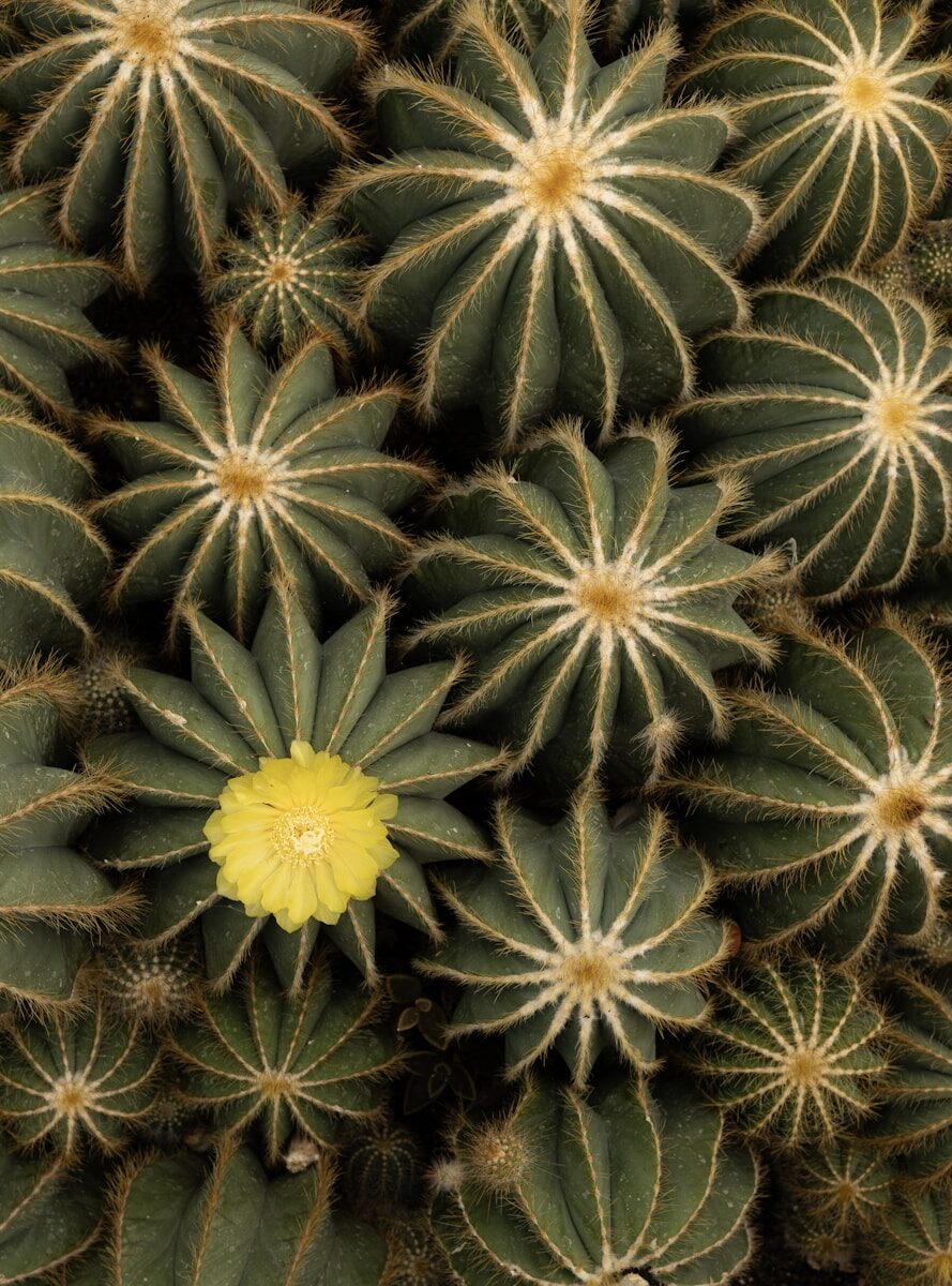 Statelessness & Justice